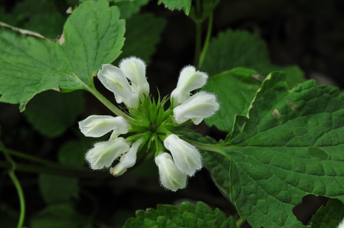 野芝麻Lamium barbatum