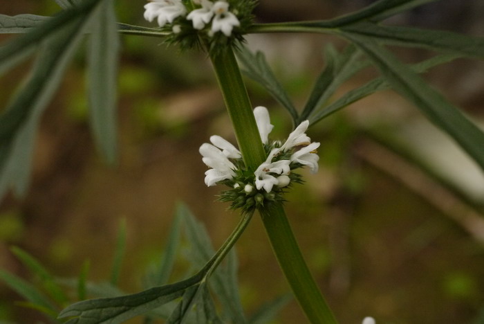 白花益母草Leonurus artemisia var. albiflorus