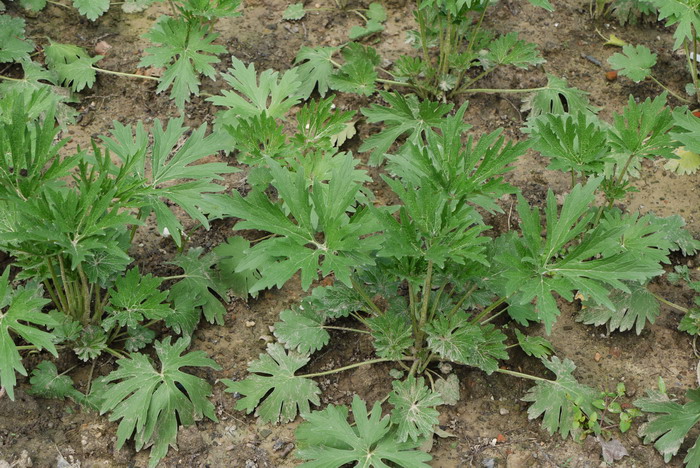 白花益母草Leonurus artemisia var. albiflorus 白花益母草Leonurus artemisia var. albiflorus