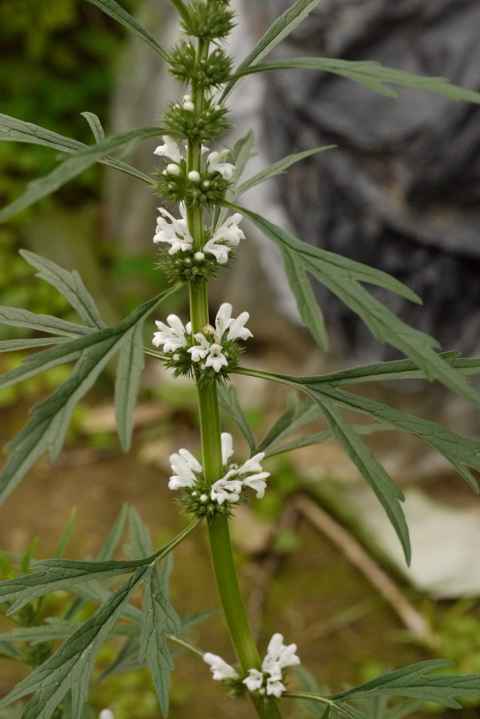 白花益母草Leonurus artemisia var. albiflorus