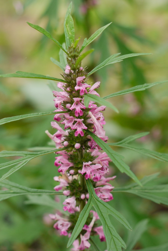 益母草Leonurus japonicus 益母草Leonurus japonicus