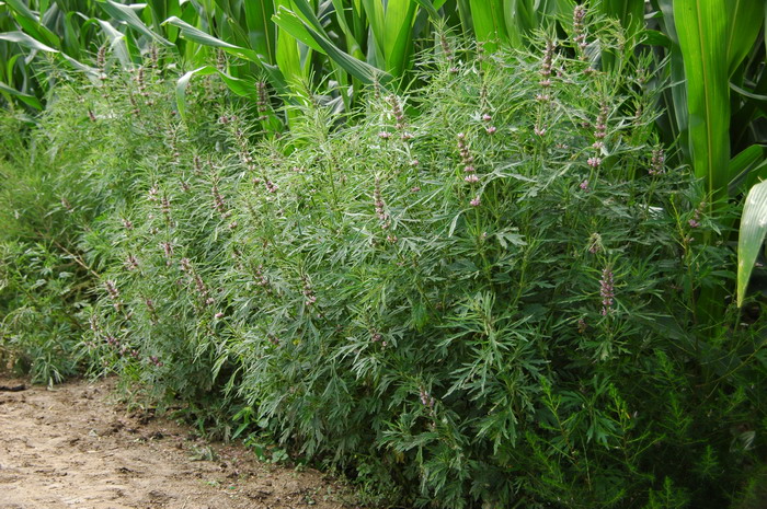 益母草Leonurus japonicus 益母草Leonurus japonicus