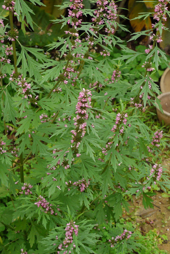 益母草Leonurus japonicus