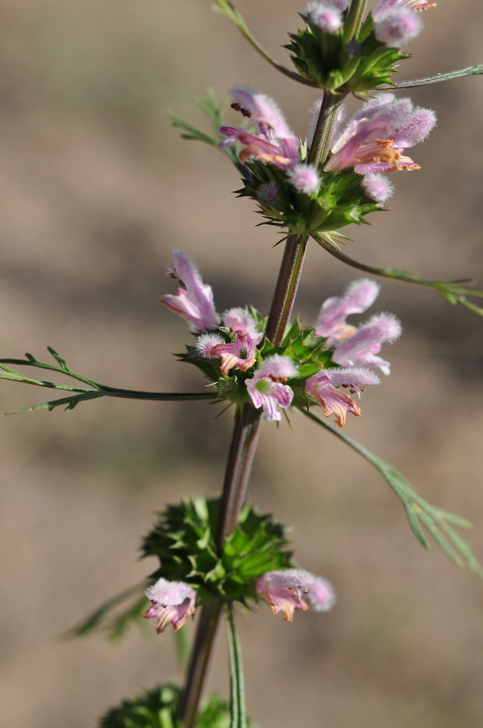 细叶益母草Leonurus sibiricus 细叶益母草Leonurus sibiricus