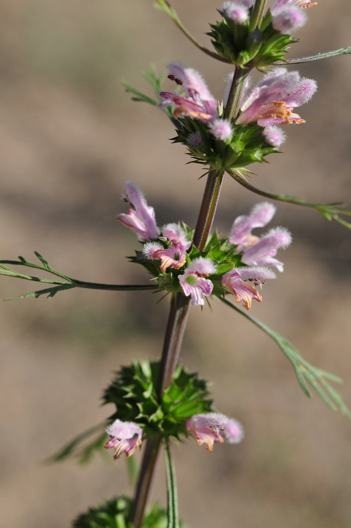 细叶益母草Leonurus sibiricus