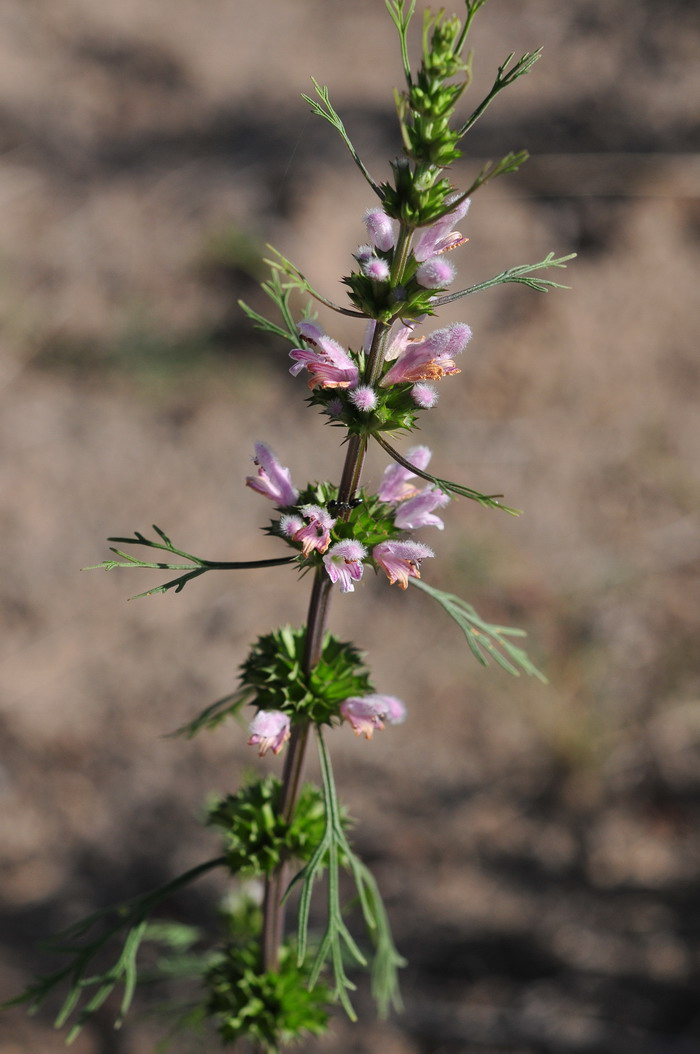 细叶益母草Leonurus sibiricus 细叶益母草Leonurus sibiricus