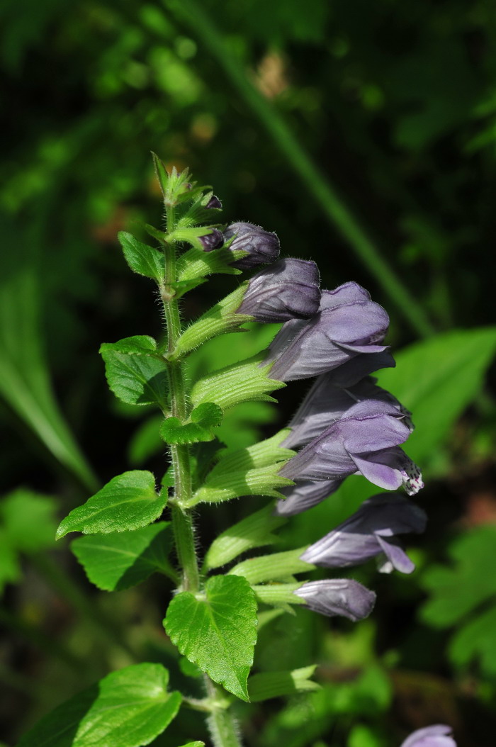 龙头草Meehania henryi 龙头草Meehania henryi