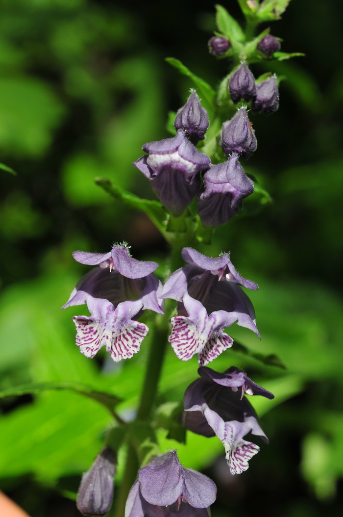 龙头草Meehania henryi