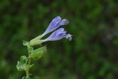 荨麻叶龙头草Meehania urticifolia