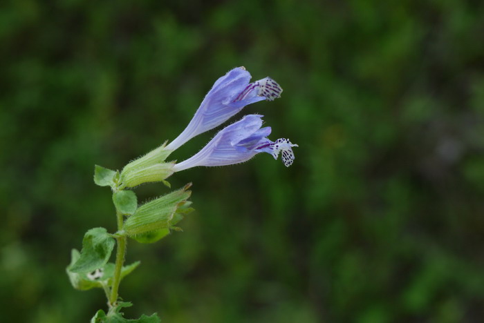 荨麻叶龙头草Meehania urticifolia 荨麻叶龙头草Meehania urticifolia