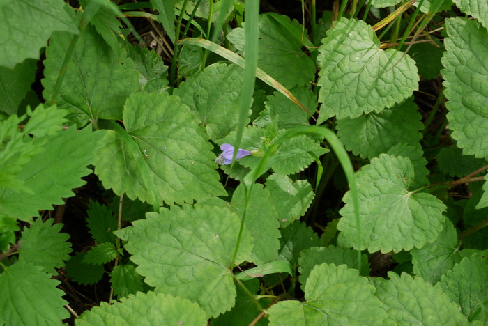 荨麻叶龙头草Meehania urticifolia 荨麻叶龙头草Meehania urticifolia