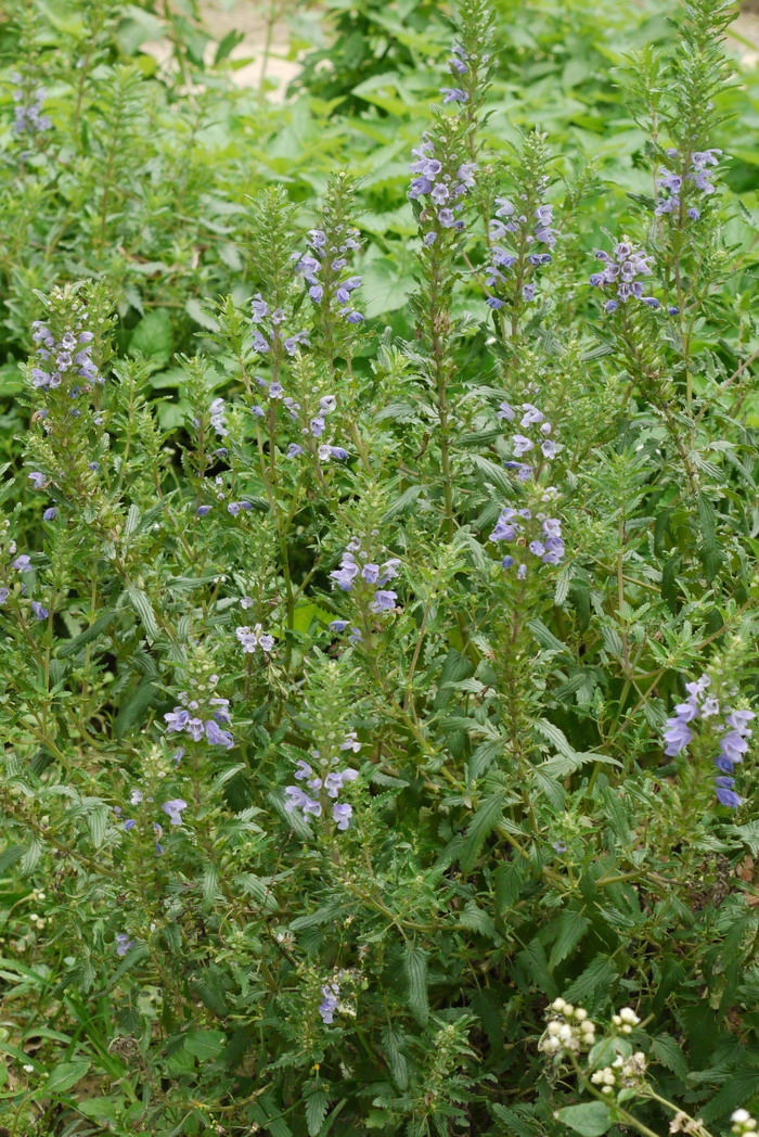 龙头草Meehania henryi