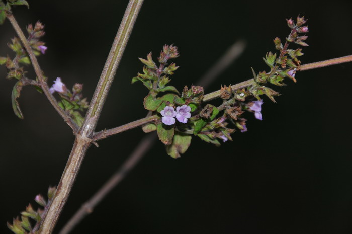 石荠苎Mosla scabra