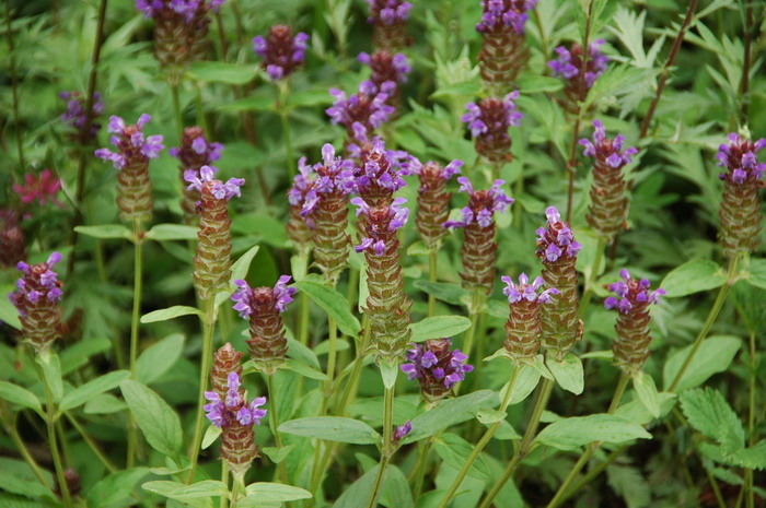 山菠菜Prunella asiatica