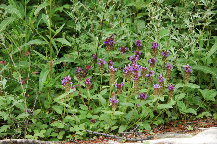 山菠菜Prunella asiatica