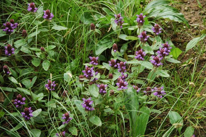 山菠菜Prunella asiatica