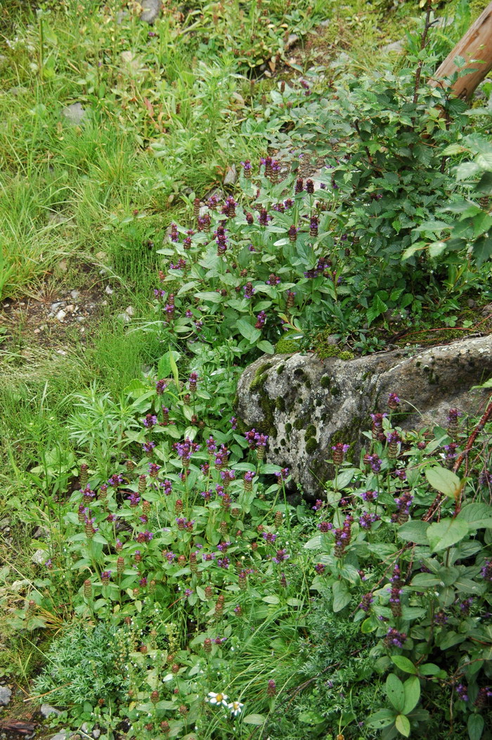 山菠菜Prunella asiatica 山菠菜Prunella asiatica