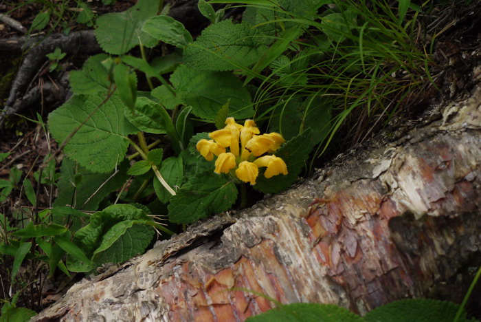 大花糙苏Phlomis megalantha 大花糙苏Phlomis megalantha