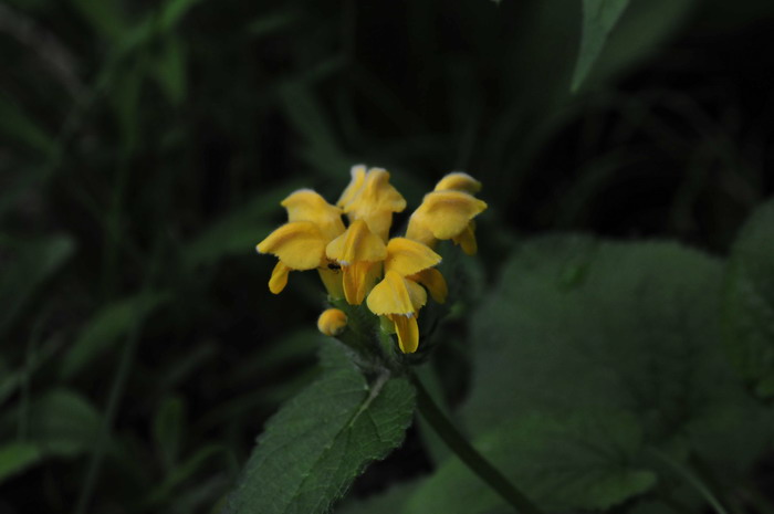 大花糙苏Phlomis megalantha 大花糙苏Phlomis megalantha
