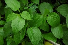 蓝萼毛叶香茶菜Rabdosia japonica var. glaucocalyx