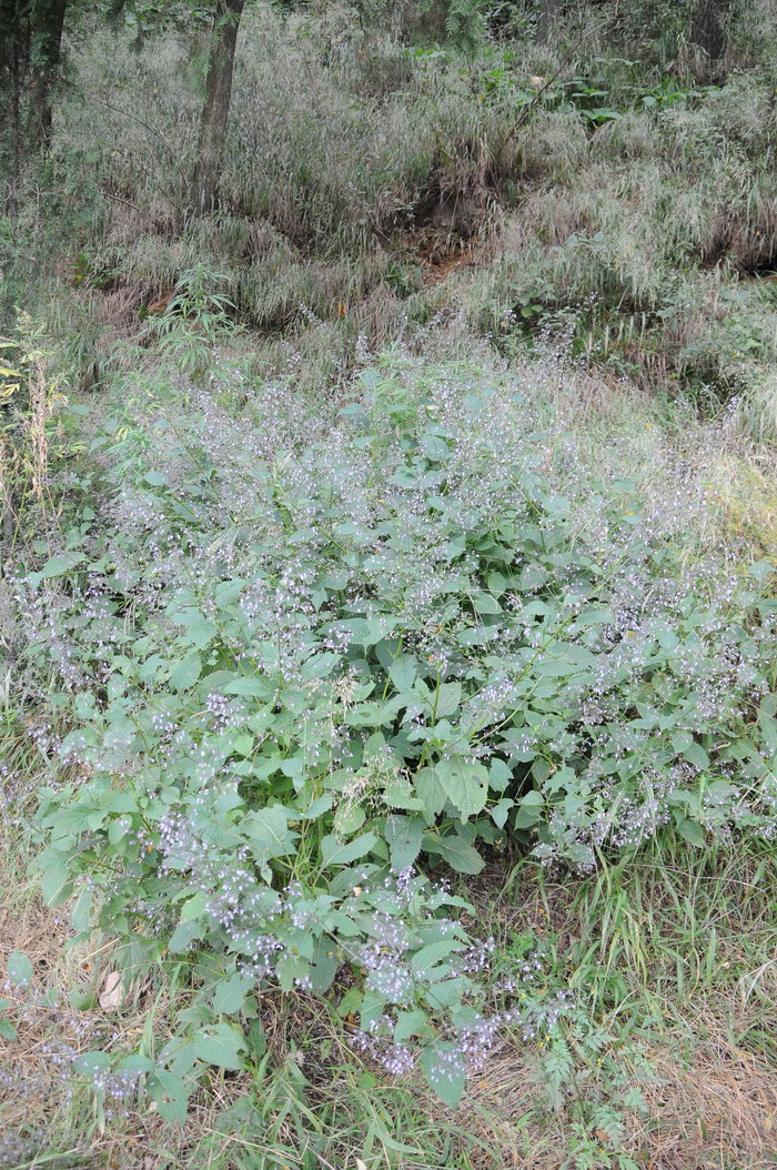 蓝萼毛叶香茶菜Rabdosia japonica var. glaucocalyx 蓝萼毛叶香茶菜Rabdosia japonica var. glaucocalyx
