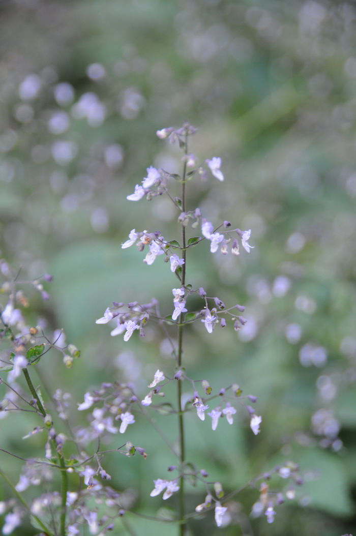 蓝萼毛叶香茶菜Rabdosia japonica var. glaucocalyx 蓝萼毛叶香茶菜Rabdosia japonica var. glaucocalyx