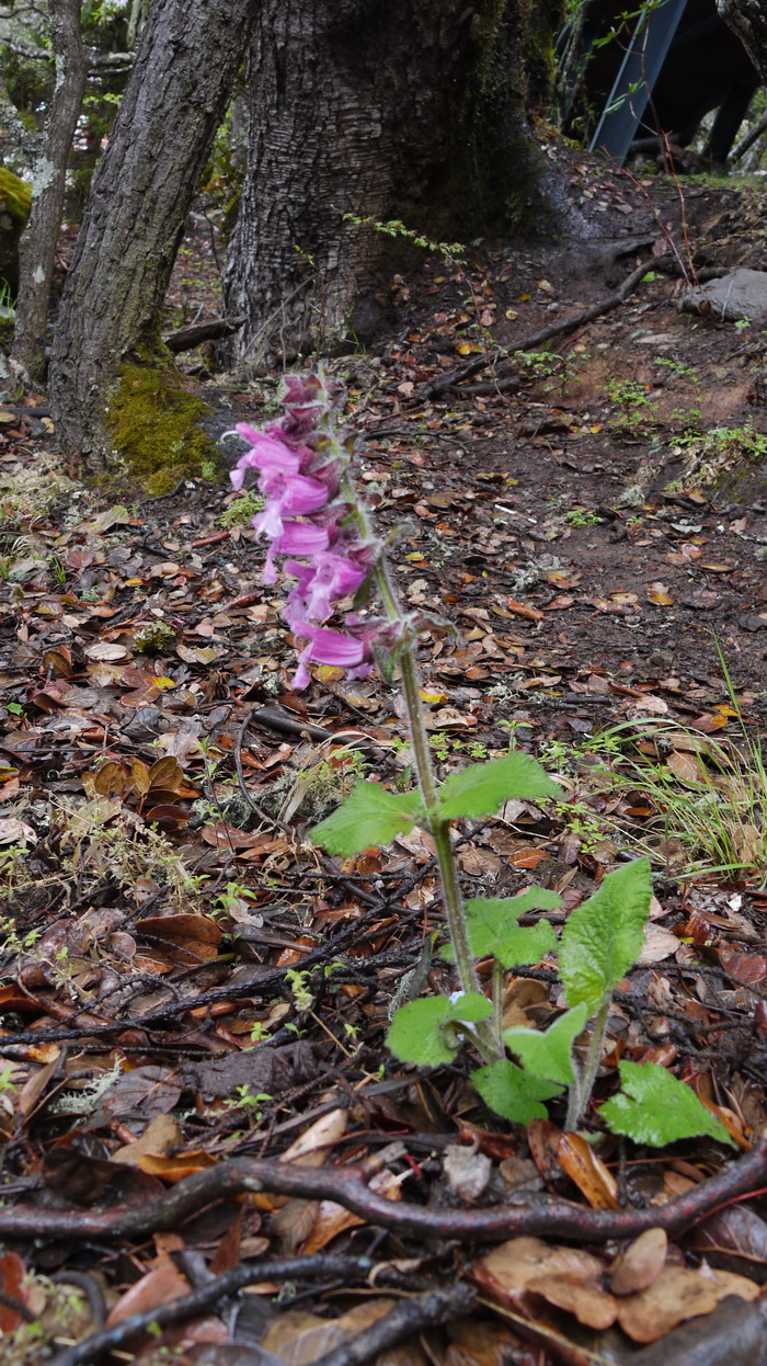 短冠鼠尾草Salvia brachyloma