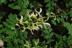 黄花丹参Salvia flava