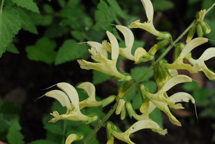 黄花丹参Salvia flava 黄花丹参Salvia flava