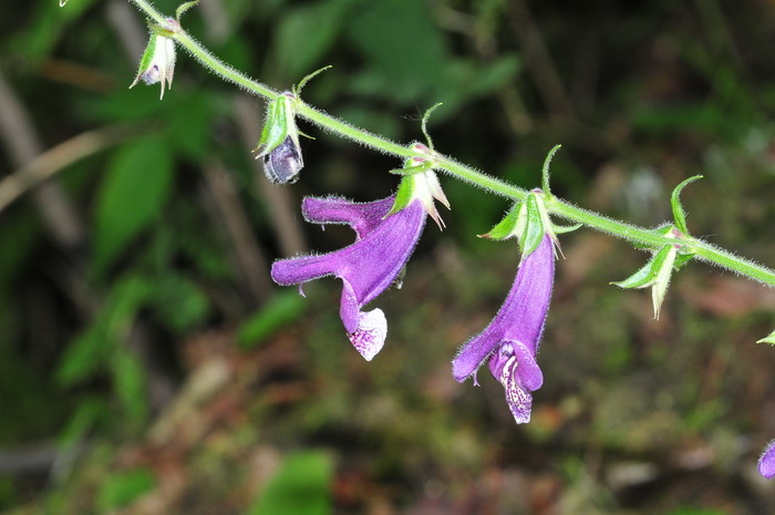 单叶丹参Salvia miltiorrhiza var. charbonnelii