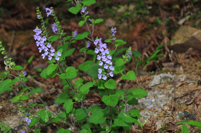 韩信草Scutellaria indica