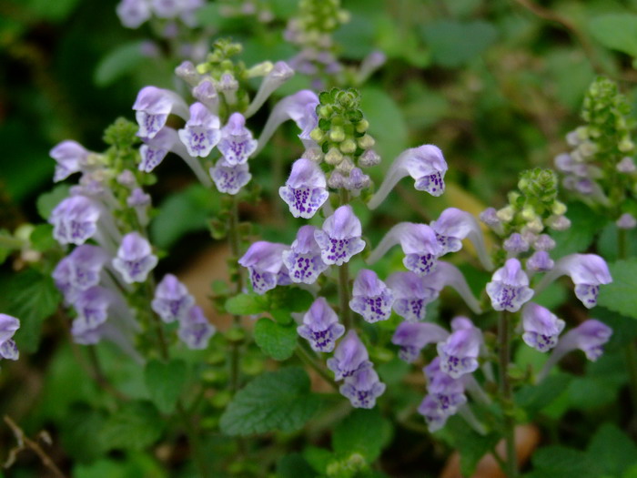 韩信草Scutellaria indica 韩信草Scutellaria indica