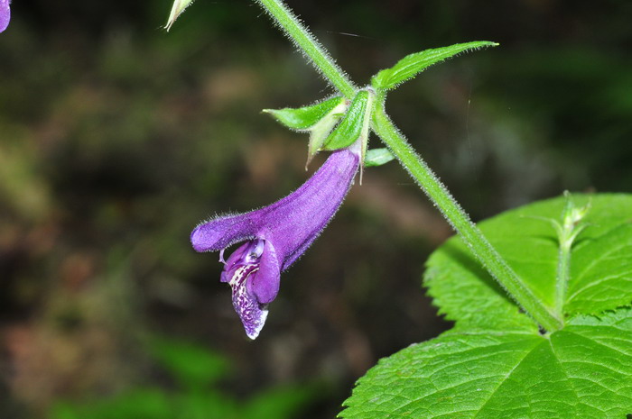 单叶丹参Salvia miltiorrhiza var. charbonnelii