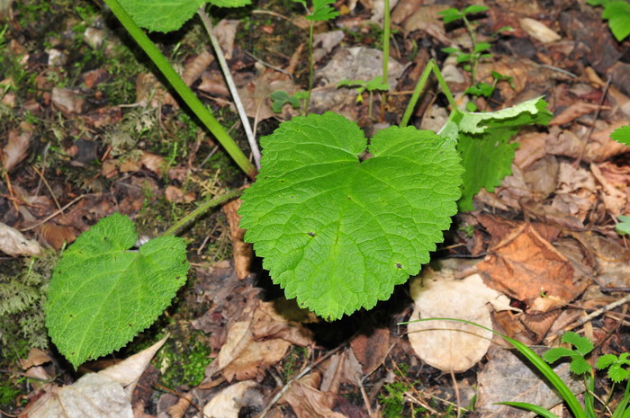 单叶丹参Salvia miltiorrhiza var. charbonnelii