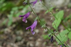 中长冠鼠尾草Salvia plectranthoides