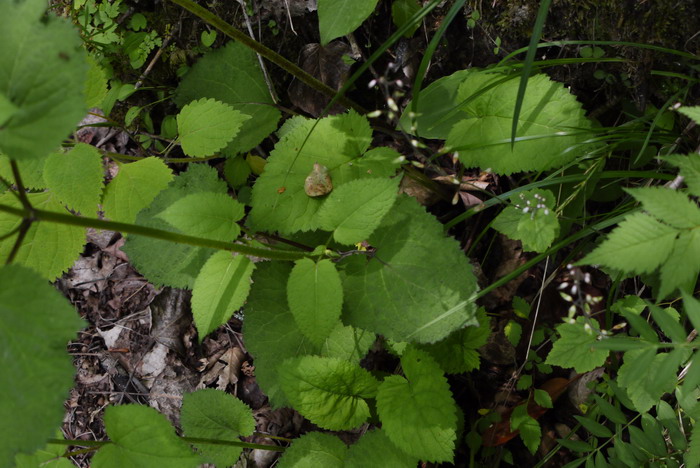 中长冠鼠尾草Salvia plectranthoides