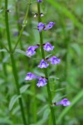 半枝莲Scutellaria barbata