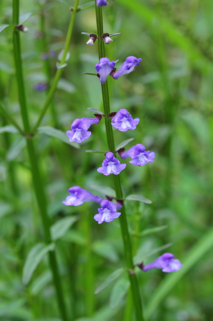 半枝莲Scutellaria barbata