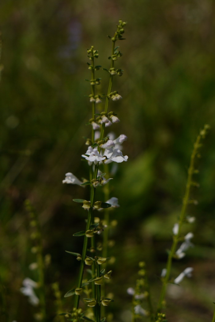 半枝莲Scutellaria barbata 半枝莲Scutellaria barbata