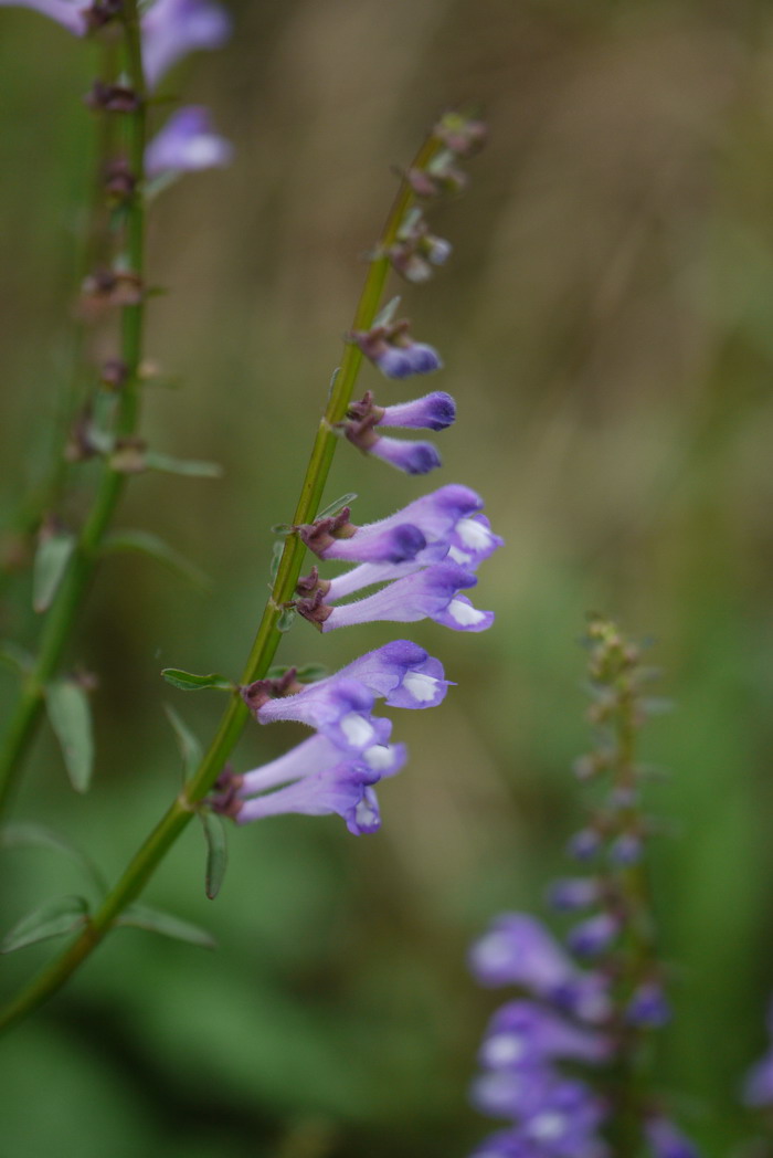 半枝莲Scutellaria barbata 半枝莲Scutellaria barbata