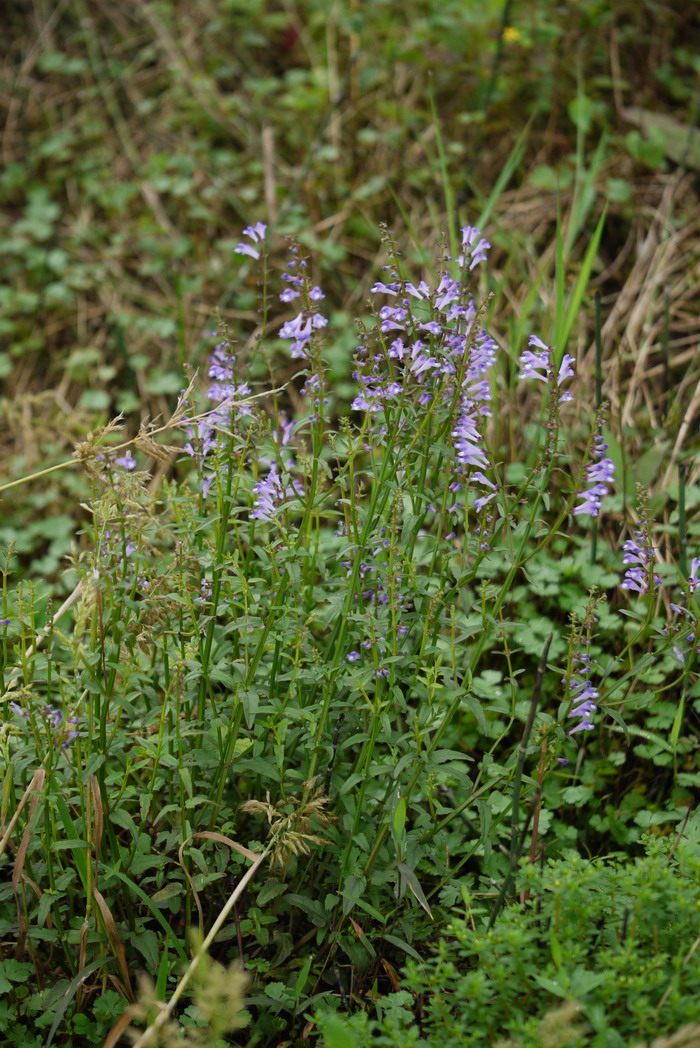 半枝莲Scutellaria barbata