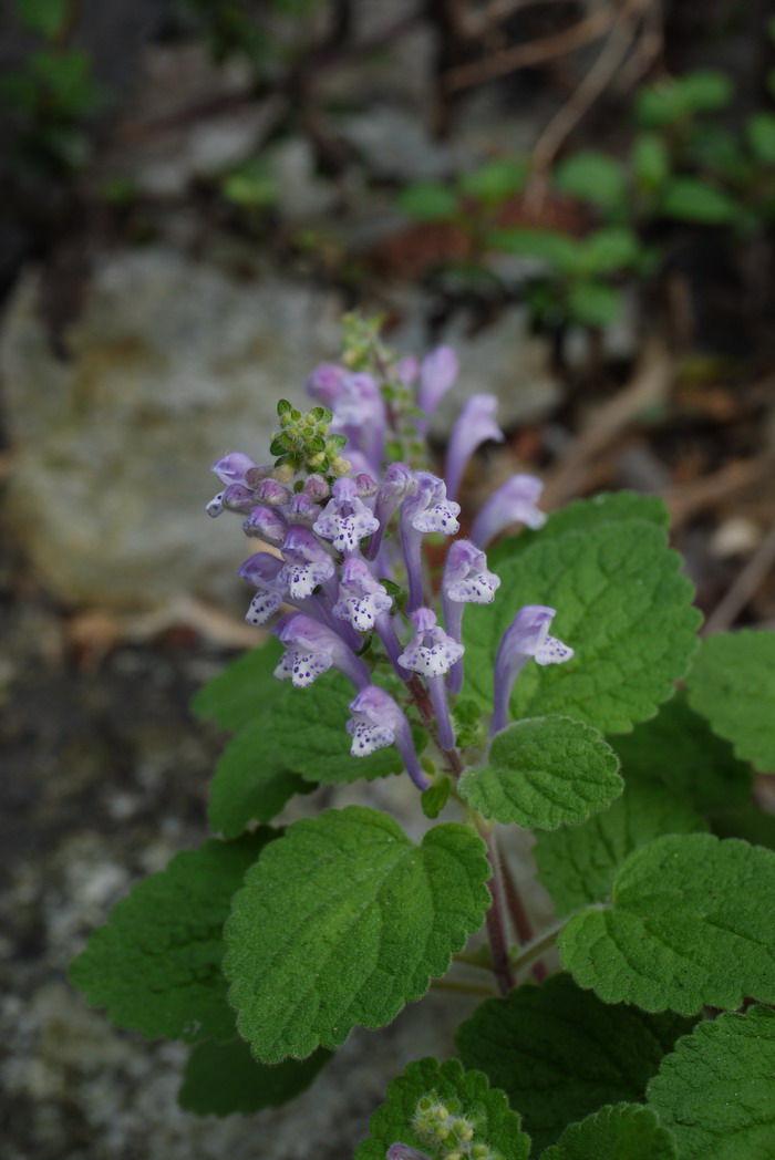 韩信草Scutellaria indica