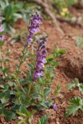 直萼黄芩Scutellaria orthocalyx