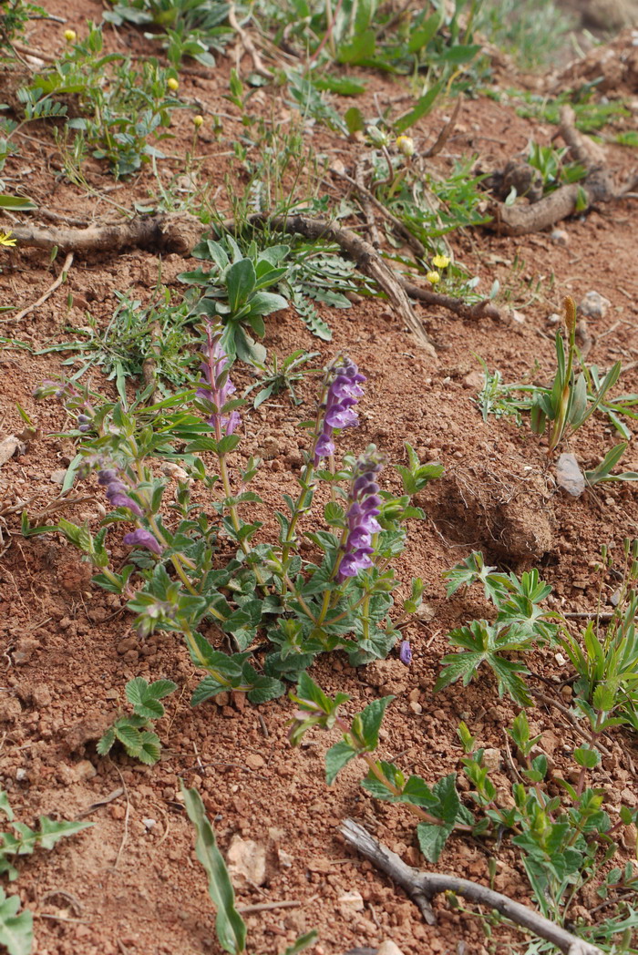 直萼黄芩Scutellaria orthocalyx