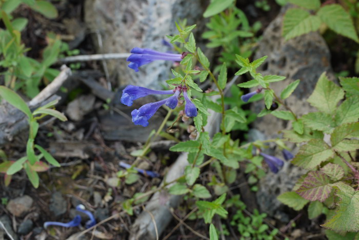 并头黄芩Scutellaria scordifolia