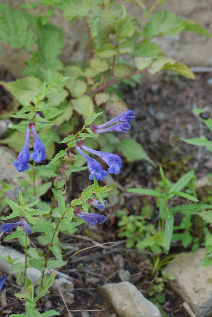 并头黄芩Scutellaria scordifolia