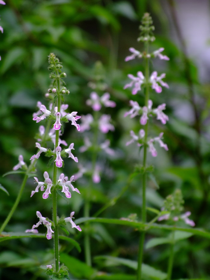 地蚕Stachys geobombycis