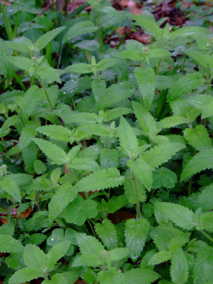 地蚕Stachys geobombycis 地蚕Stachys geobombycis