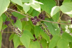 三叶木通Akebia trifoliata