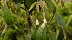 大花牛姆瓜Holboellia grandiflora